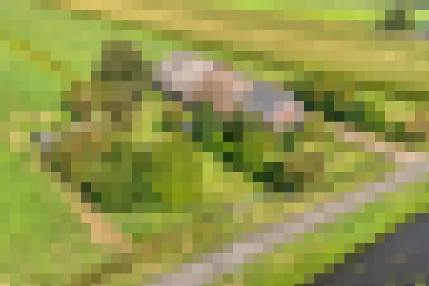 Gorthoek 9 Nijeveen thumbnail 7