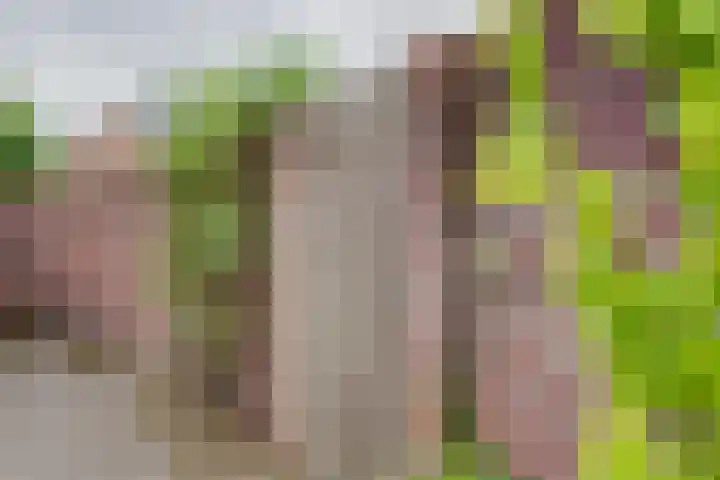 Gosewijnhof 2 Venray thumbnail 37