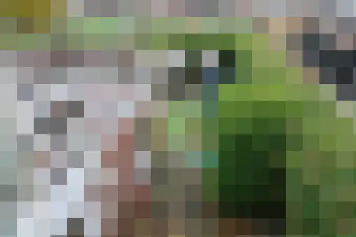 Gossepalen 2 Sneek thumbnail 31