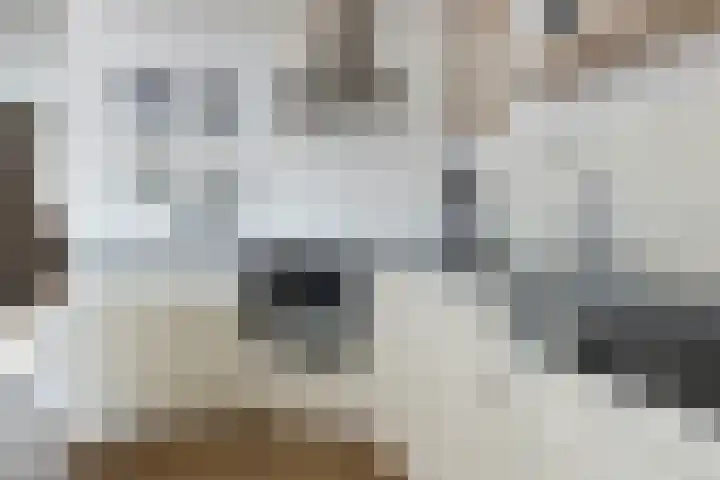 Gossepalen 44 Sneek thumbnail 13