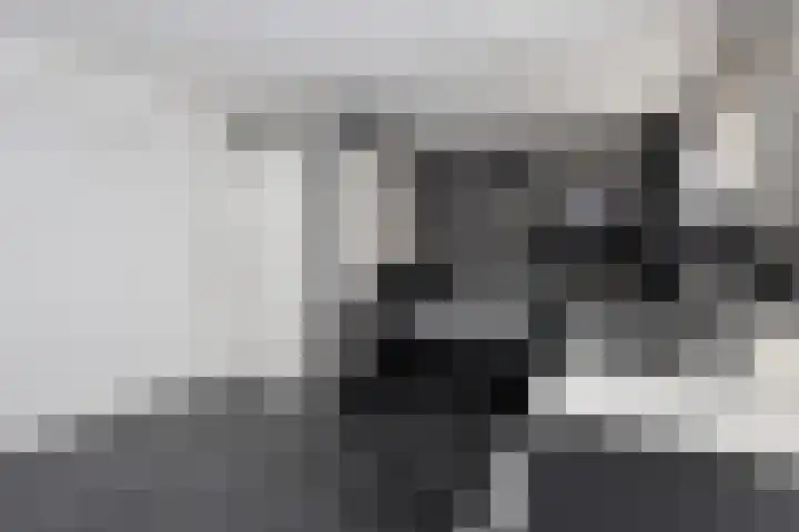 Gossepalen 60 Sneek thumbnail 17