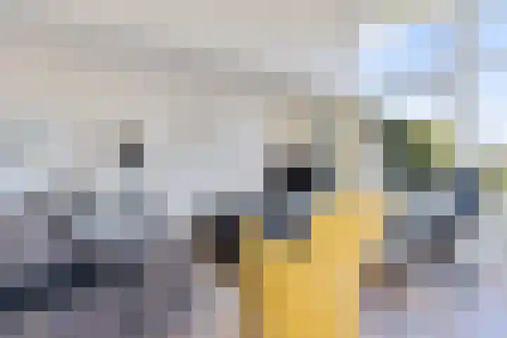 Gouden Boaijum 154 Heeg thumbnail 7
