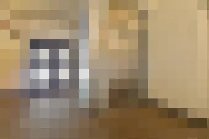 Gouden Leeuw 112 Amsterdam thumbnail 17