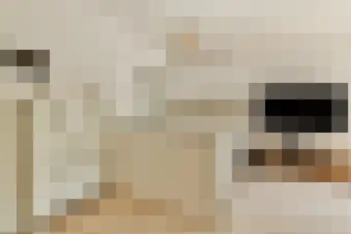 Gouden Leeuw 112 Amsterdam thumbnail 7