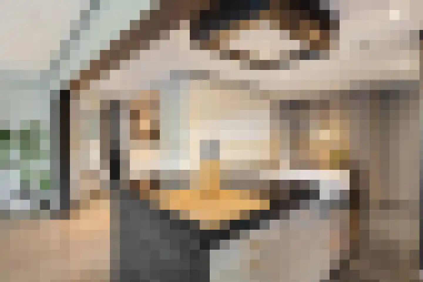 Gouden Leeuw 224 Amsterdam thumbnail 8