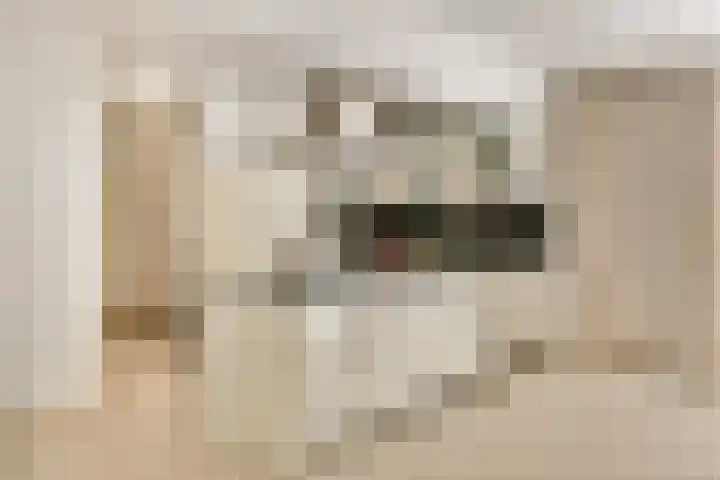 Gouden Leeuw 308 Amsterdam thumbnail 6