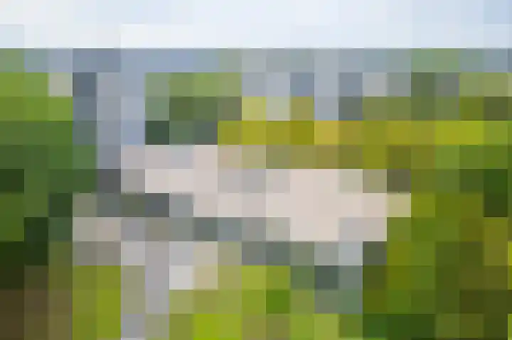 Gouden Leeuw 352 Amsterdam thumbnail 33