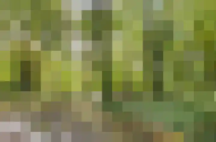 Gouden Leeuw 727 Amsterdam thumbnail 32