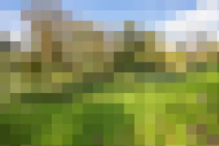 Gouden Leeuw 727 Amsterdam thumbnail 33