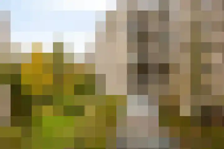 Gouden Leeuw 912 Amsterdam thumbnail 6