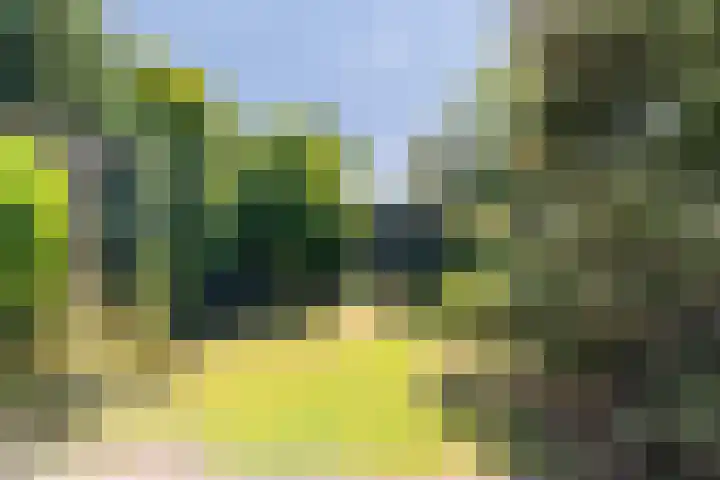 Gouden Regen 1 Prinsenbeek thumbnail 18
