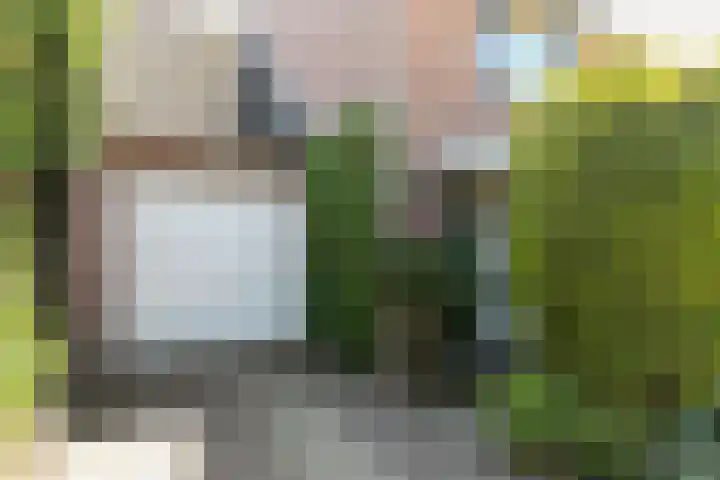 Gouden Regen 1 Prinsenbeek thumbnail 6
