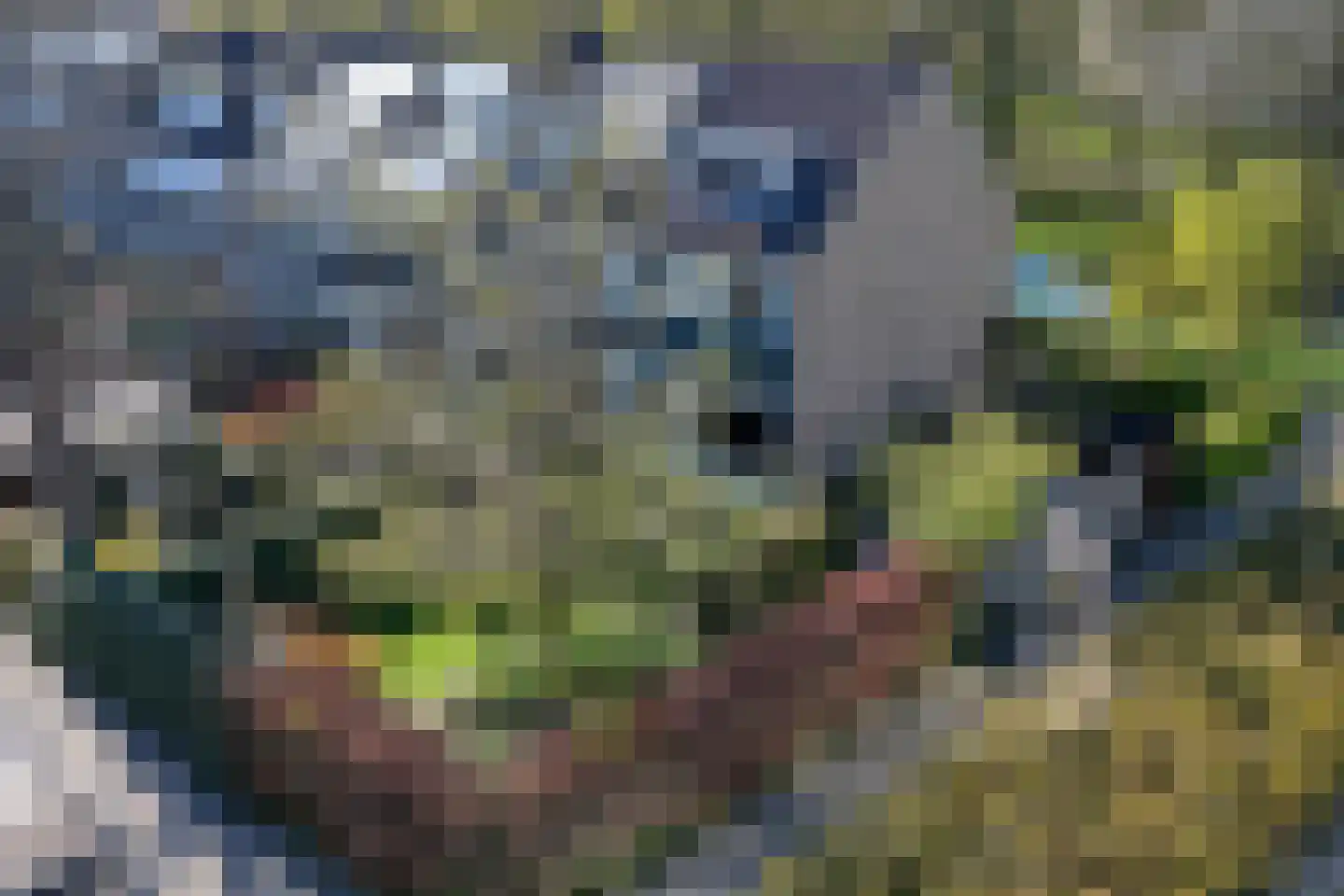 Gouden Regen 17 Krimpen aan den IJssel thumbnail 39