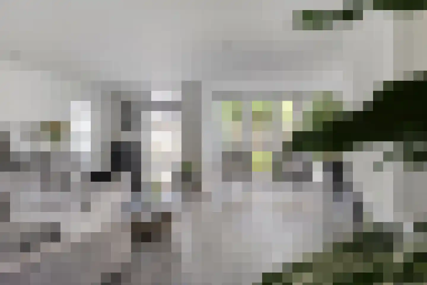 Gouden Regen 2 Prinsenbeek thumbnail 10