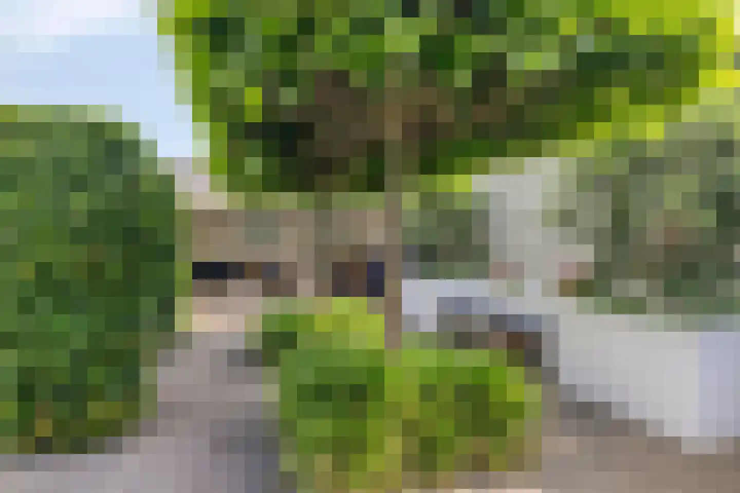 Gouden Regen 2 Prinsenbeek thumbnail 30