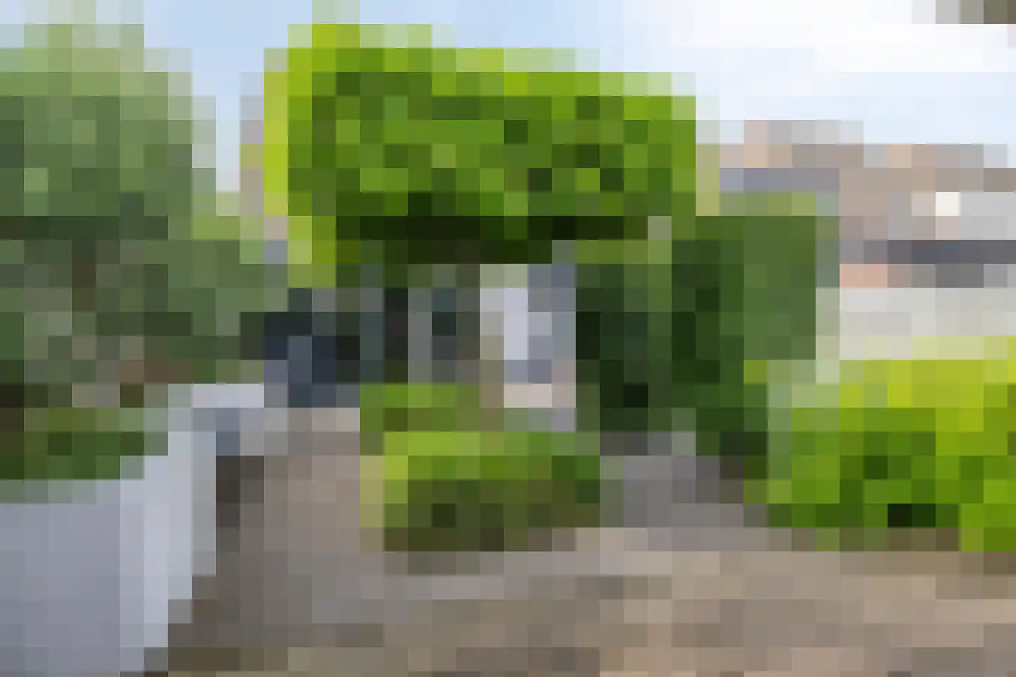 Gouden Regen 2 Prinsenbeek thumbnail 33