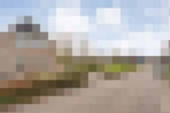Goudenregen 2 Coevorden thumbnail 5
