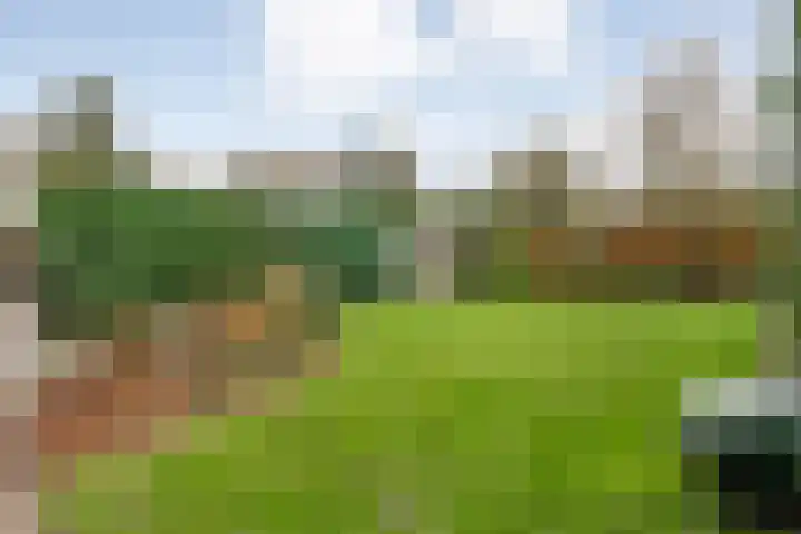 Goudenregen 2 Coevorden thumbnail 50