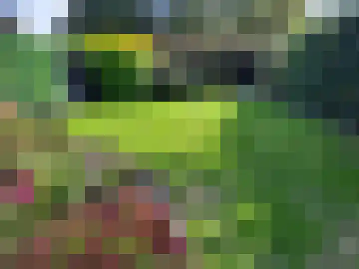 Goudenregen 2 Coevorden thumbnail 52