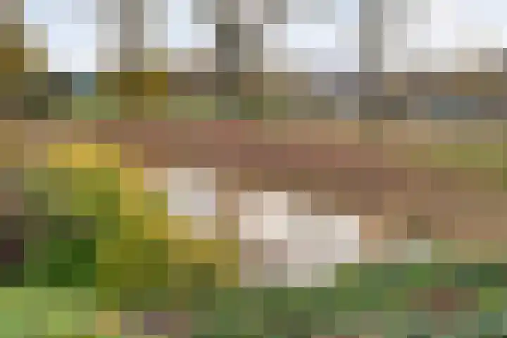 Goudenregen 2 Coevorden thumbnail 59