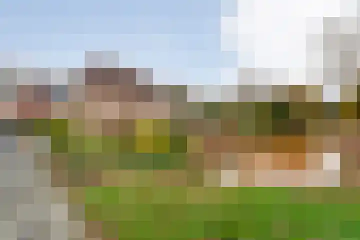 Goudenregen 2 Coevorden thumbnail 60
