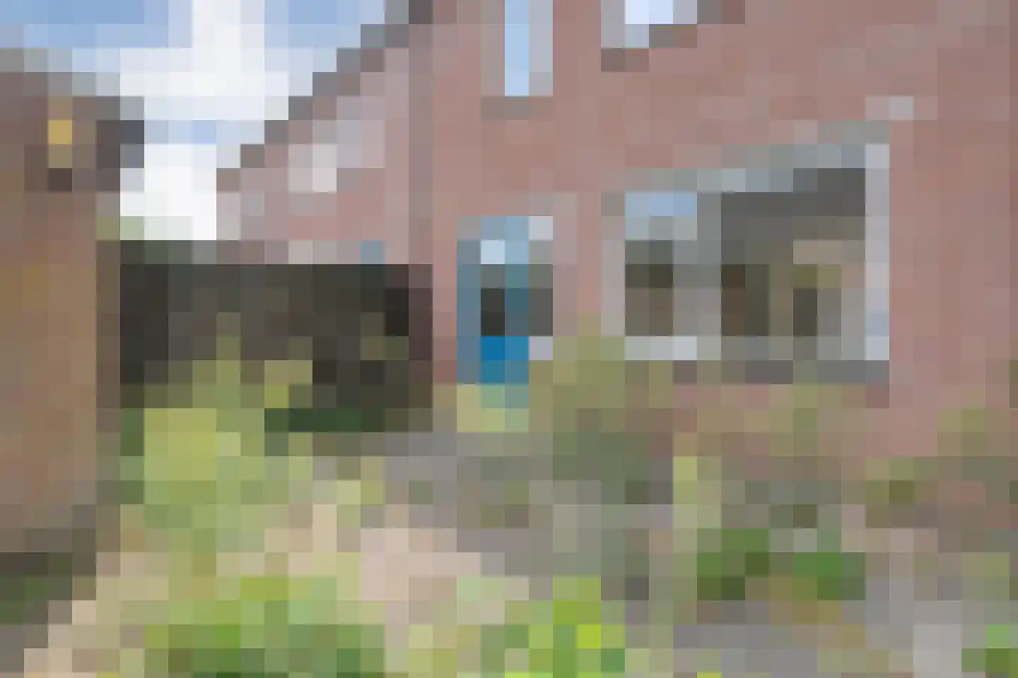Goudenregen 60 Heino thumbnail 29