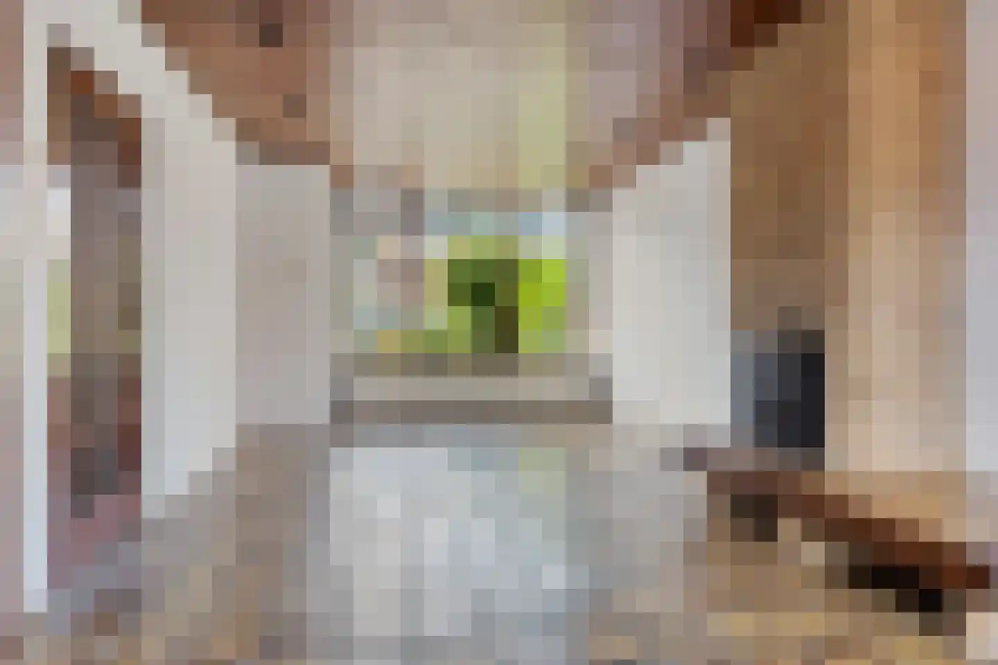 Goudenregenlaan 58 Castricum thumbnail 8