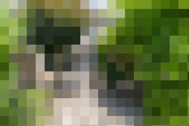 Goudenregenstraat 55 Borne thumbnail 31