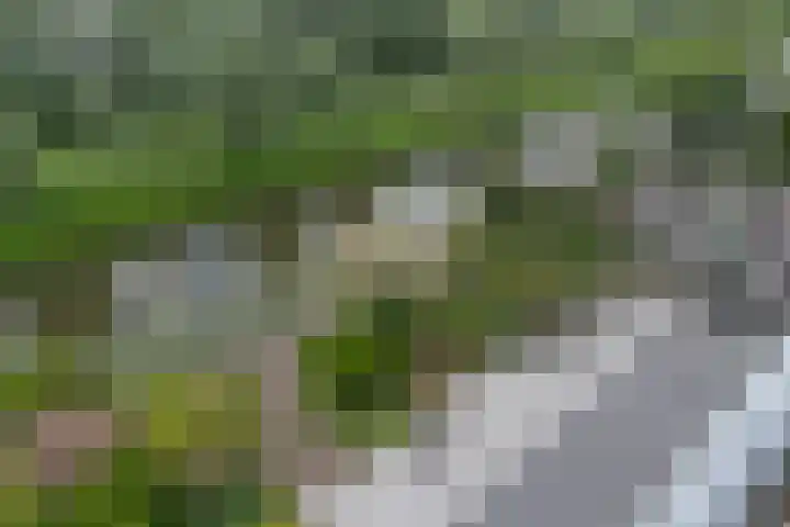 Goudenregenzoom 164 Zoetermeer thumbnail 39