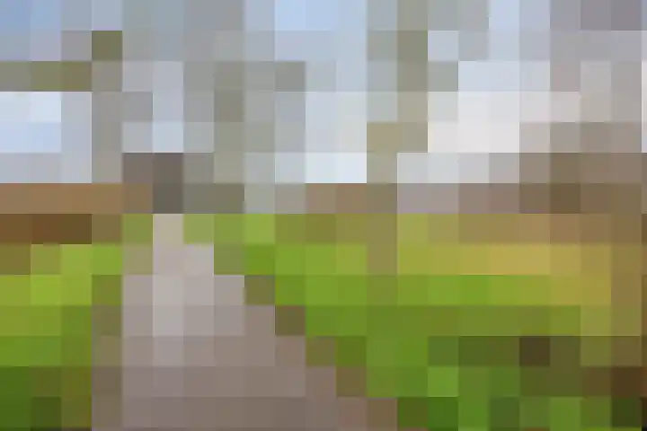Goudenregenzoom 184 Zoetermeer thumbnail 41