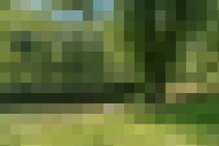 Goudfazant 34 Nieuwegein thumbnail 30