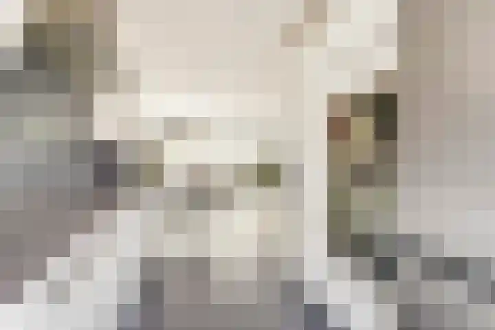 Goudfazant 6 Nieuwegein thumbnail 11