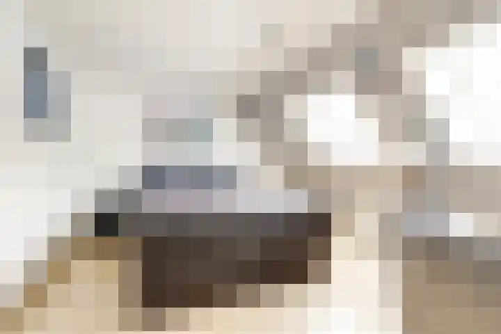 Goudfazant 6 Nieuwegein thumbnail 14