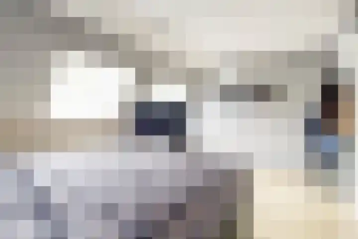 Goudfazant 6 Nieuwegein thumbnail 16