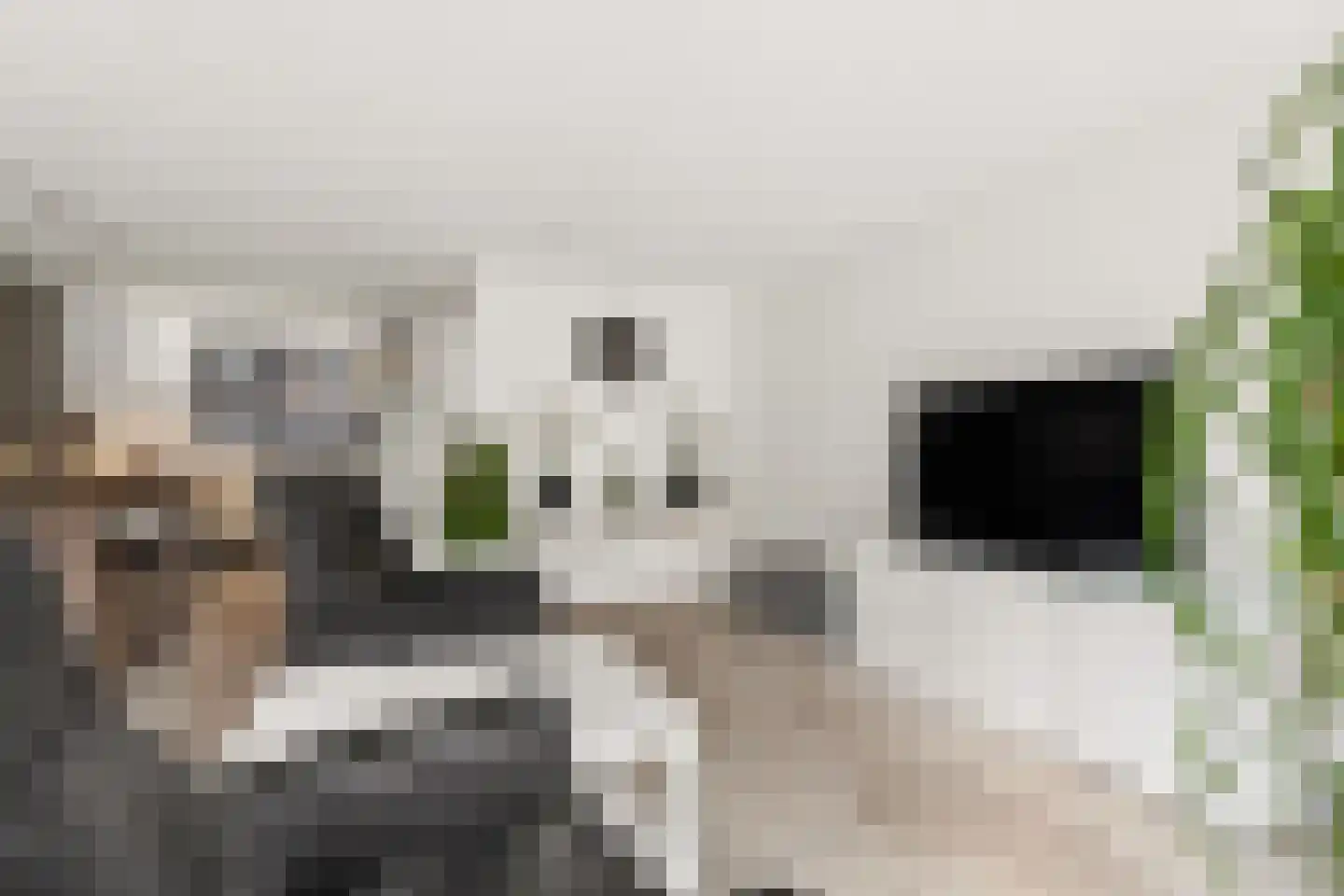 Goudhaanstraat 19 Duiven thumbnail 10