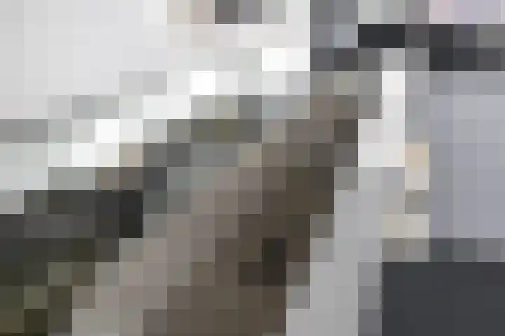 Goudhaantje 3 Bladel thumbnail 19