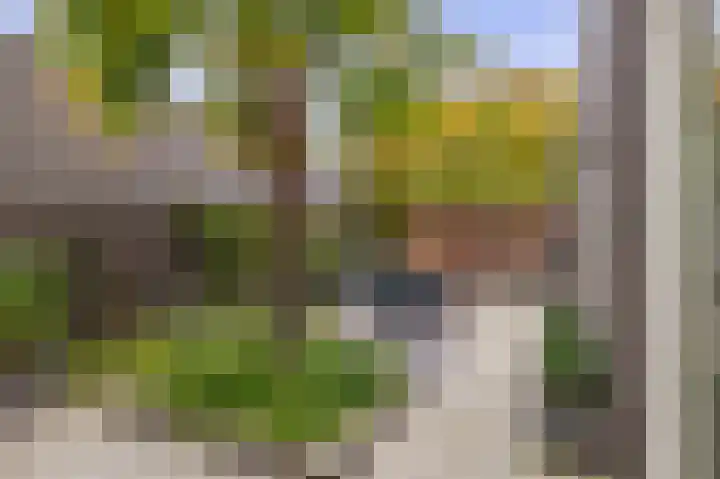 Goudhaantje 3 Bladel thumbnail 38