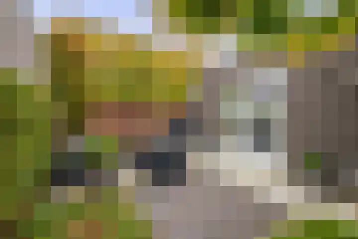 Goudhaantje 3 Bladel thumbnail 4
