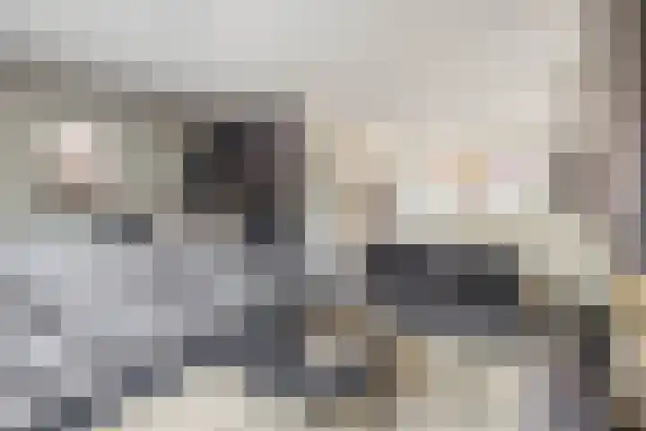 Goudhaantje 3 Bladel thumbnail 8