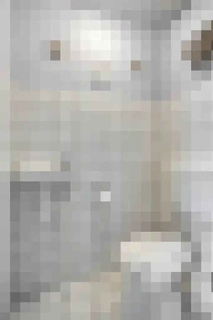 Goudhaver 13 Tiel thumbnail 11