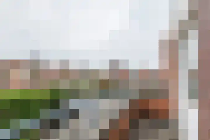 Goudhaver 2 Tiel thumbnail 27