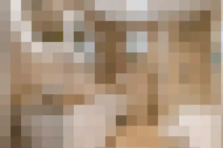 Goudhaver 2 Tiel thumbnail 29