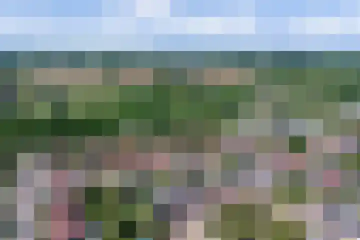 Goudhaver 41 Tiel thumbnail 50