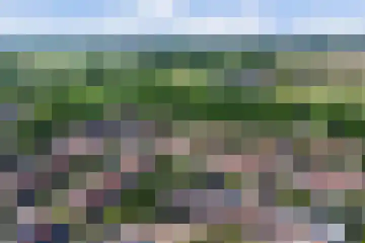 Goudhaver 41 Tiel thumbnail 51