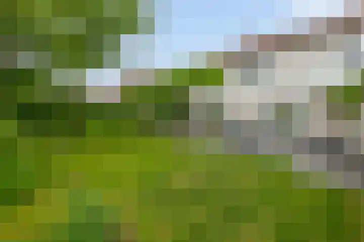 Goudhaver 5 Steyl thumbnail 44