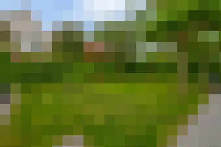 Goudhaver 5 Steyl thumbnail 46