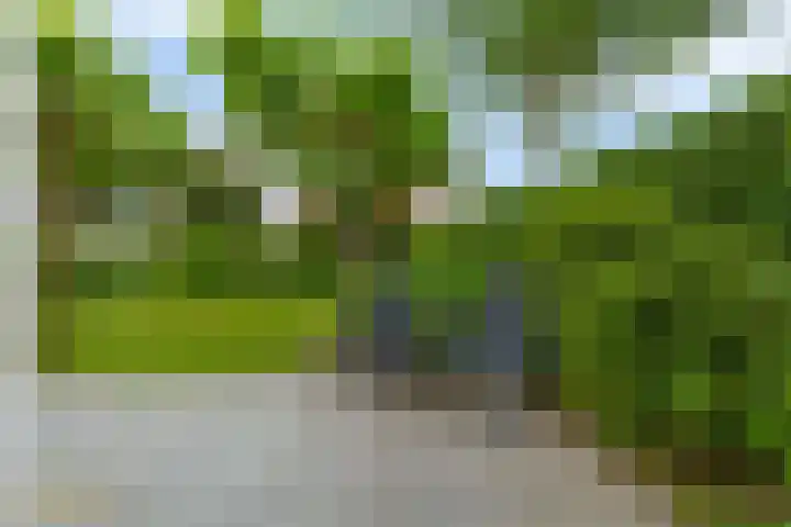Goudhaver 5 Steyl thumbnail 47