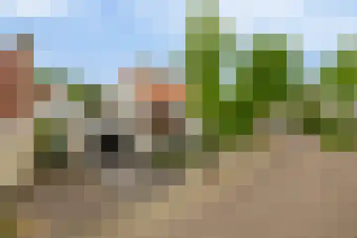 Goudhaver 5 Steyl thumbnail 50