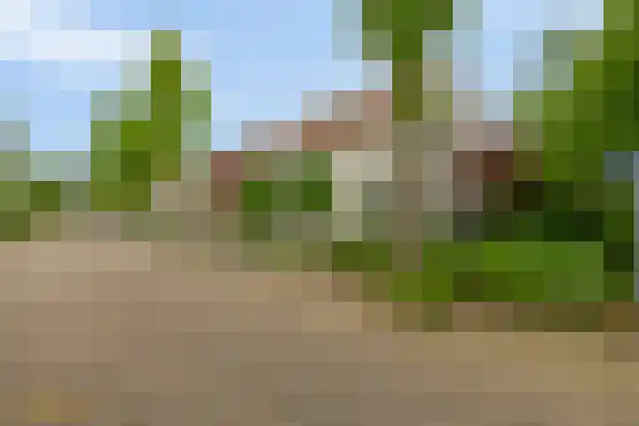 Goudhaver 5 Steyl thumbnail 51