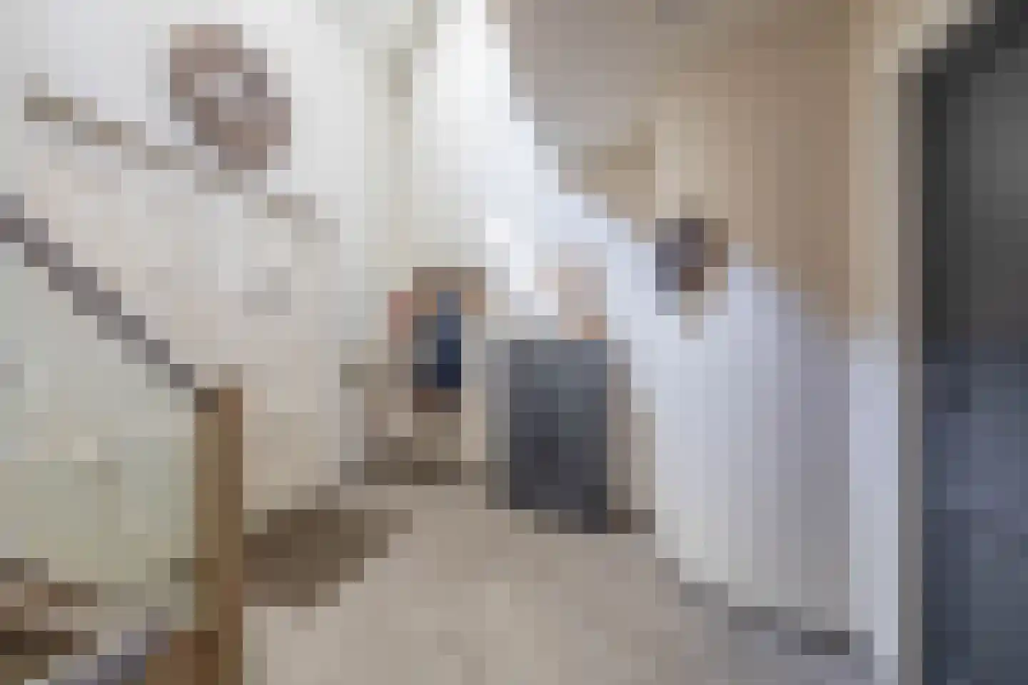 Goudhaver 8 Steyl thumbnail 11